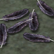 Shiren 3 Wii - Crows Feathers.png