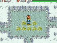 Image for Shimmer Hill